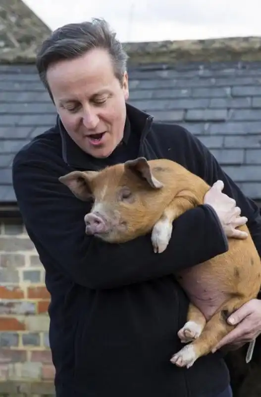 piggate david cameron  9