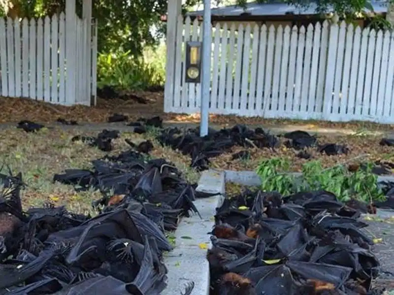 pipistrelli morti in australia