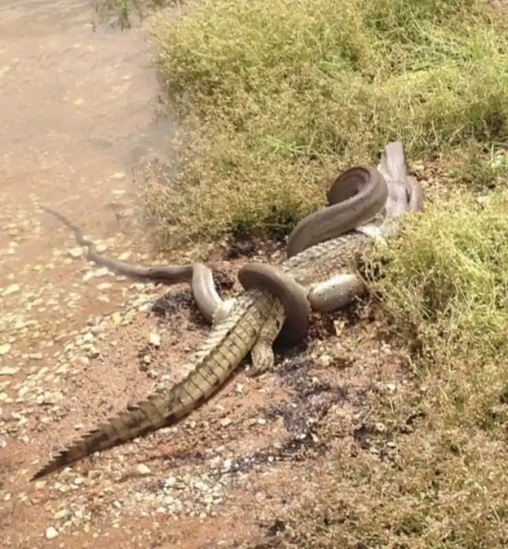 pitone attacca coccodrillo in australia