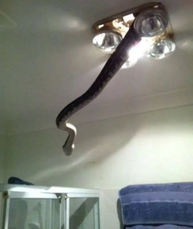 serpente in una casa di brisbane