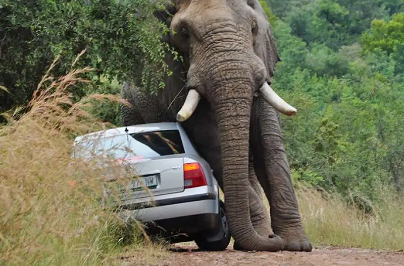 elefante schiaccia macchina