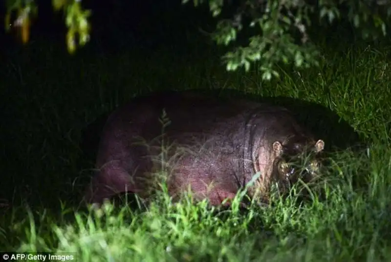 ippopotamo nel villaggio vicino hacienda napoles