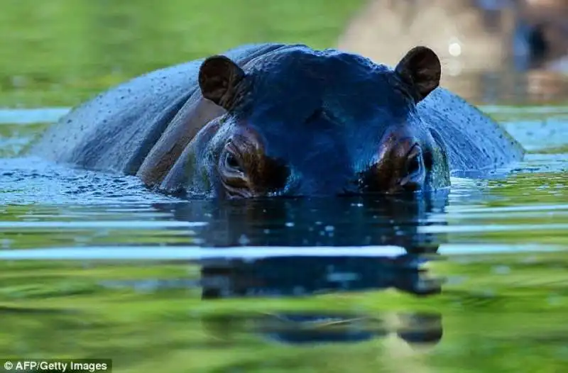 ippopotamo zoo provato escobar