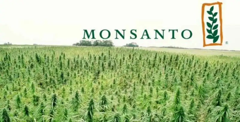 MONSANTO 2