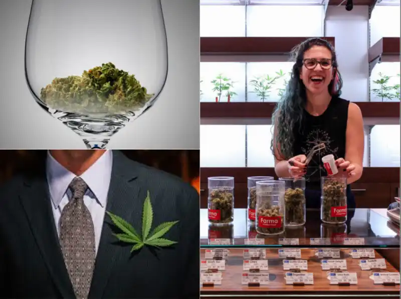 SOMMELIER CANNABIS