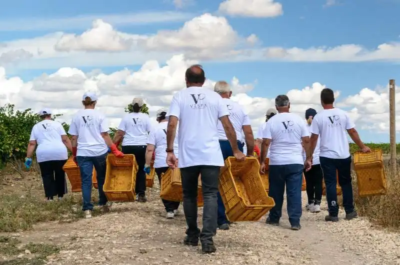 bruno vespa e la vendemmia 3