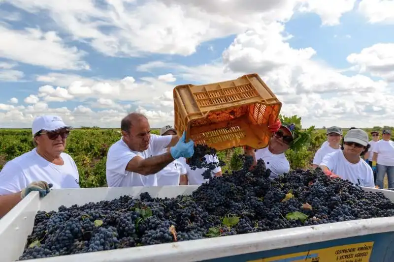 bruno vespa e la vendemmia 4