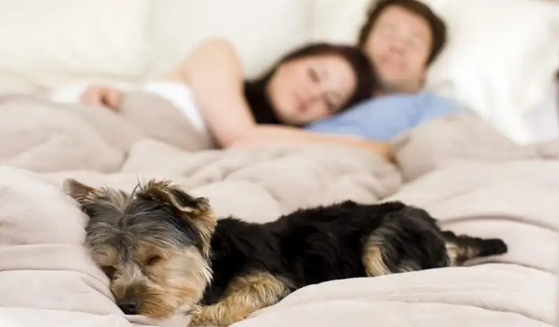 CANE DORME SUL LETTO    