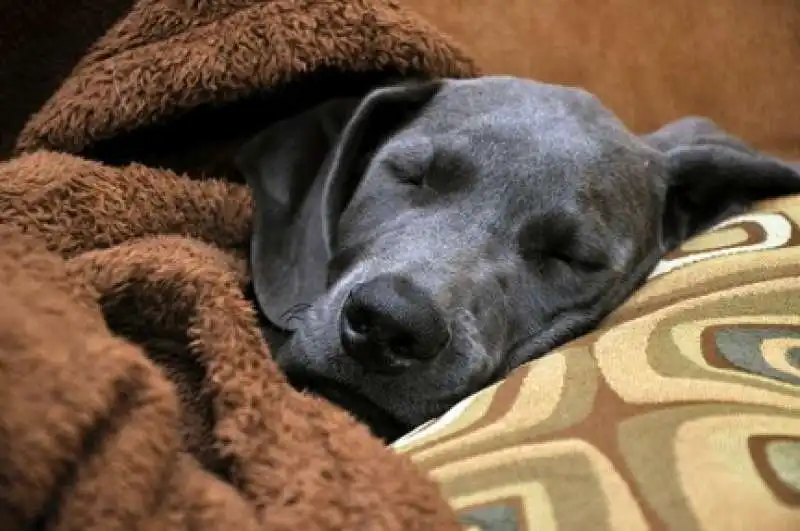 CANE DORME SUL LETTO  