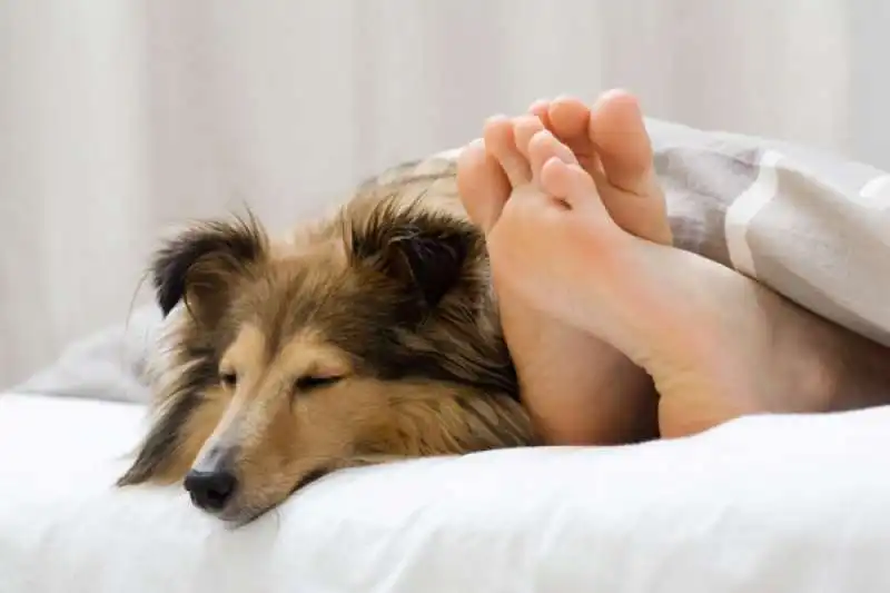 CANE DORME SUL LETTO 