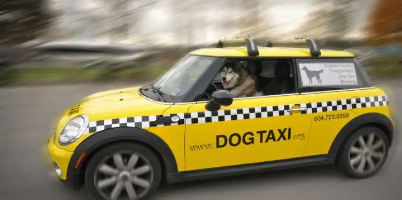 dog taxI