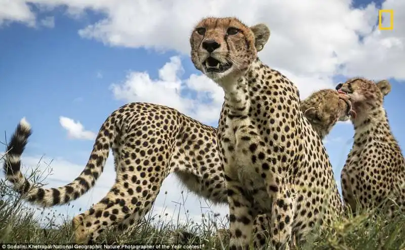 felini africani