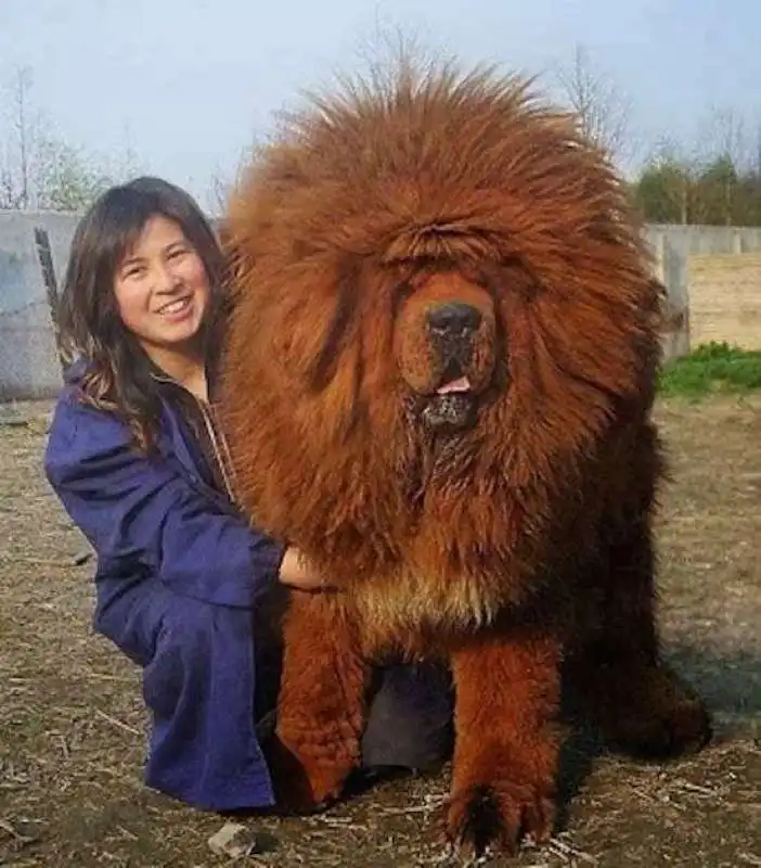 MASTINO TIBETANO    