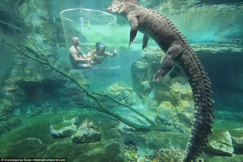 nuoto con il coccodrillo in australia copia 4