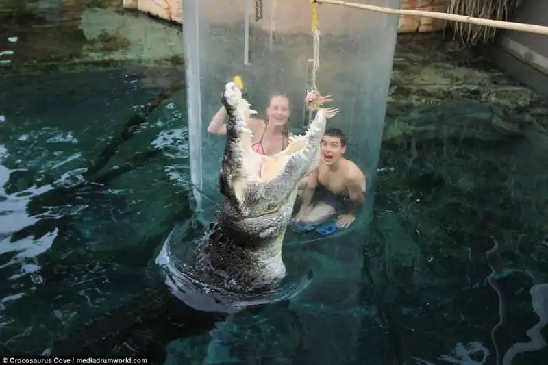 nuoto con il coccodrillo in australia copia 6