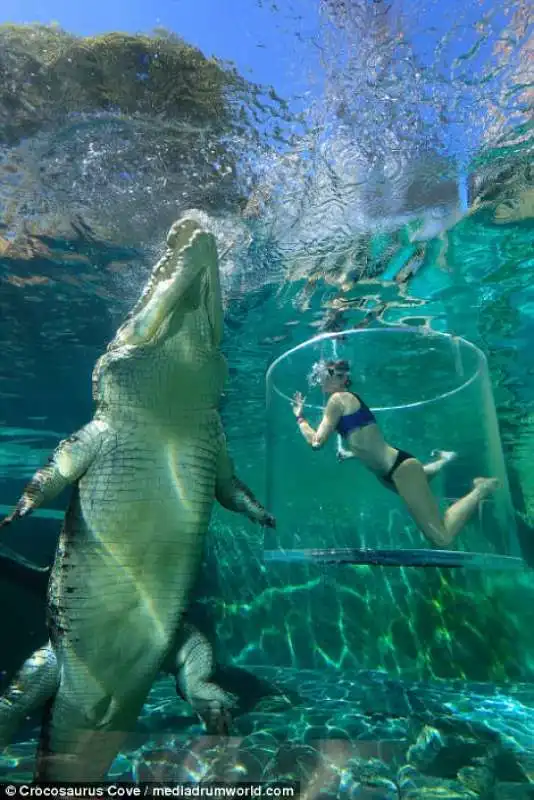 nuoto con il coccodrillo in australia copia