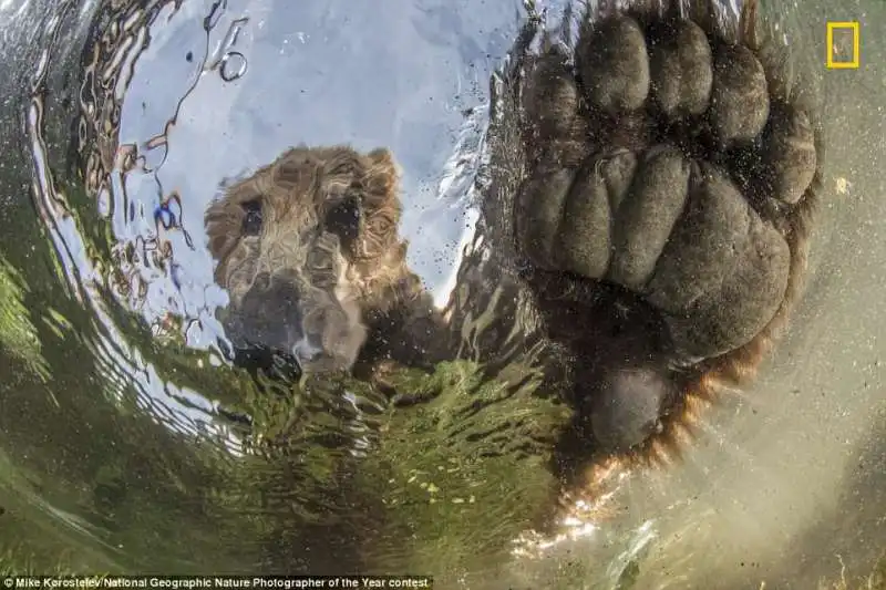 orso in kamchatka