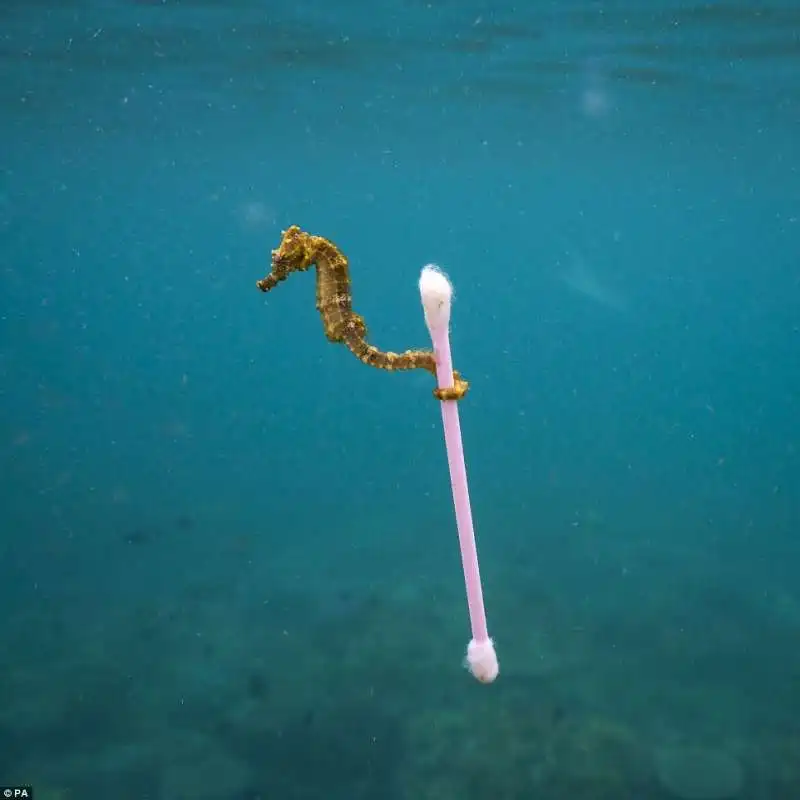 wildlife photographer of the year 12