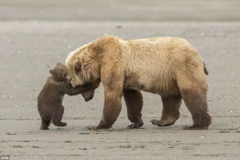 wildlife photographer of the year