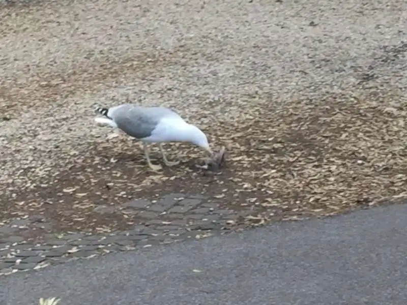 gabbiano divora un topo a villa borghese 2