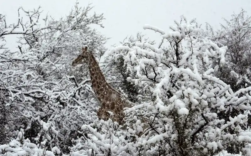 giraffe neve sudafrica