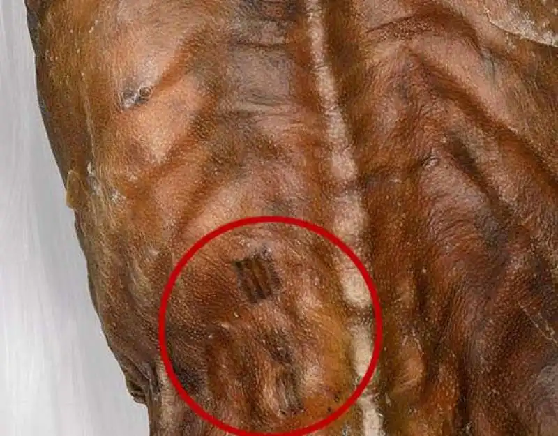 otzi 13