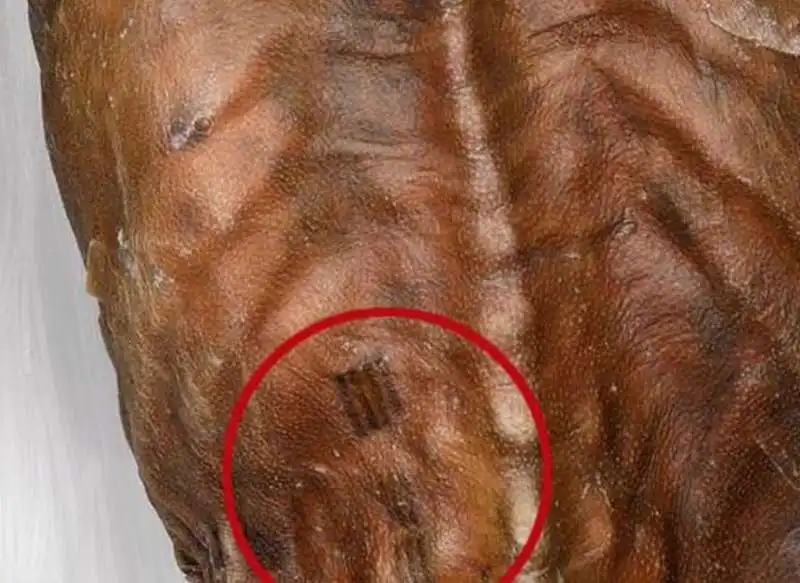 otzi 6