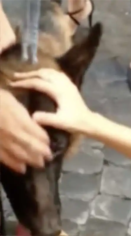 cane precipita dalla terrazza a roma 5