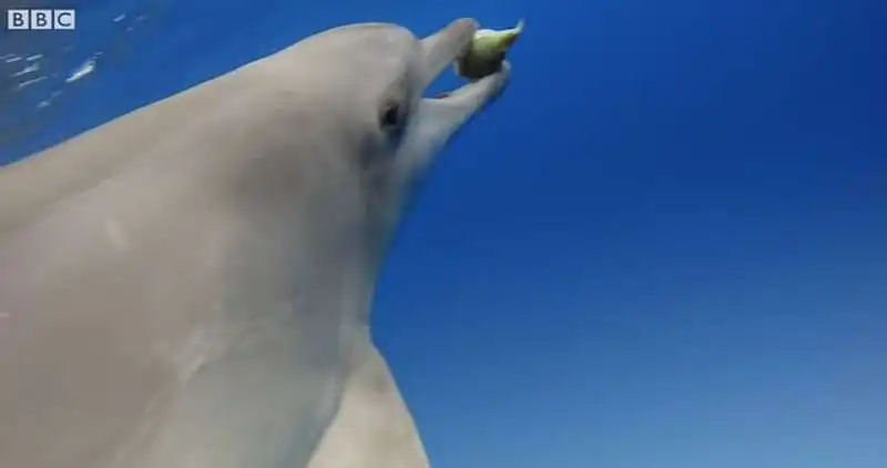 delfini giocano con un pesce palla 2