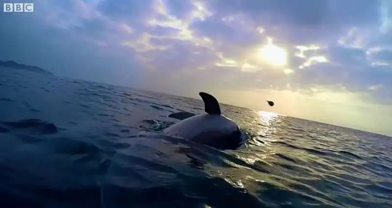 delfini giocano con un pesce palla 5