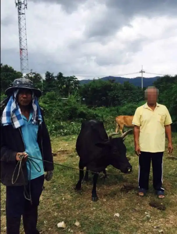 thailandia, un pensionato fa sesso con una mucca 1