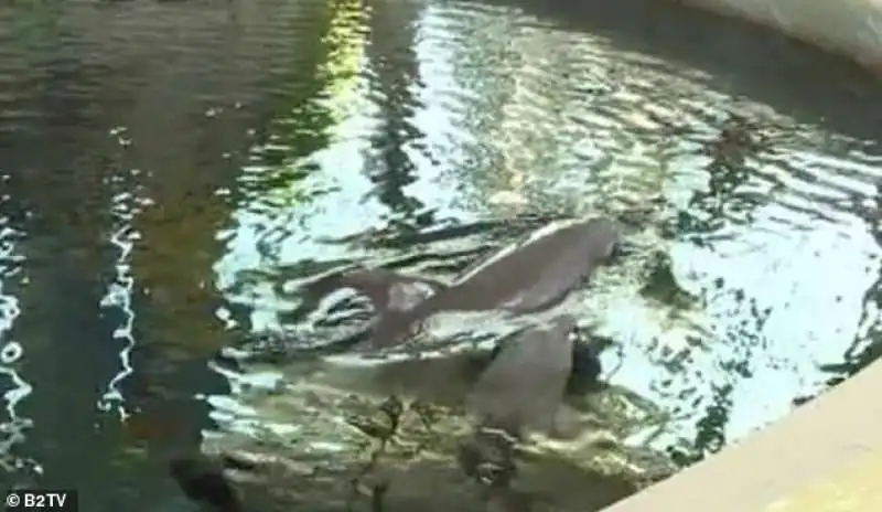 un delfino muore di fatica al varna dolphinarium 1