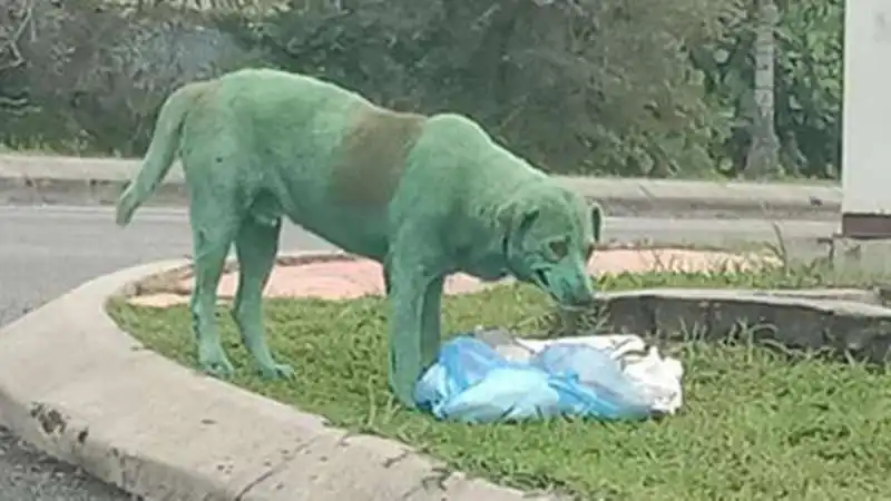 CANE DIPINTO DI VERDE IN MALESIA 1