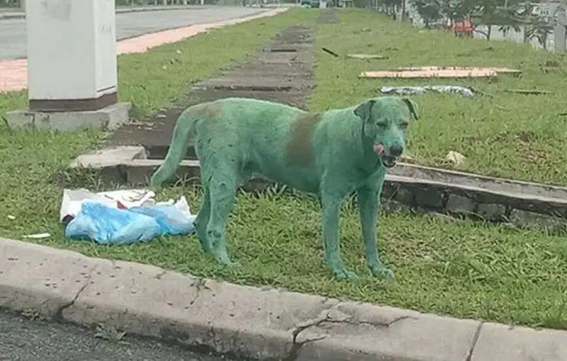 CANE DIPINTO DI VERDE IN MALESIA