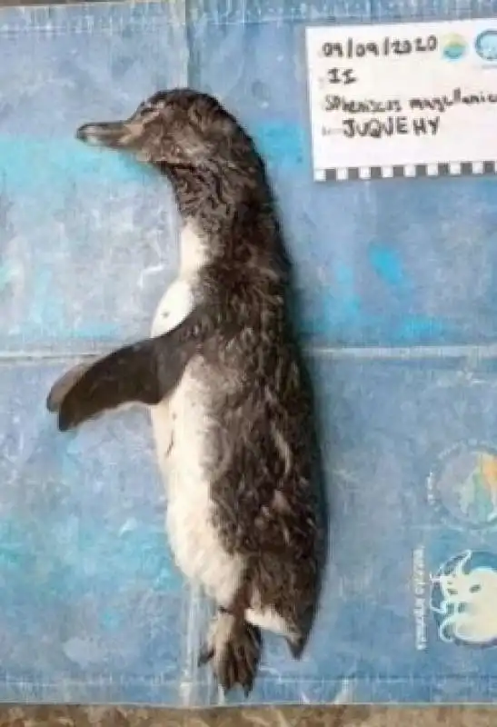 pinguino ucciso dalla mascherina 2