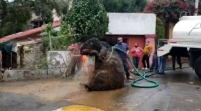 ratto gigante a citta' del messico  1