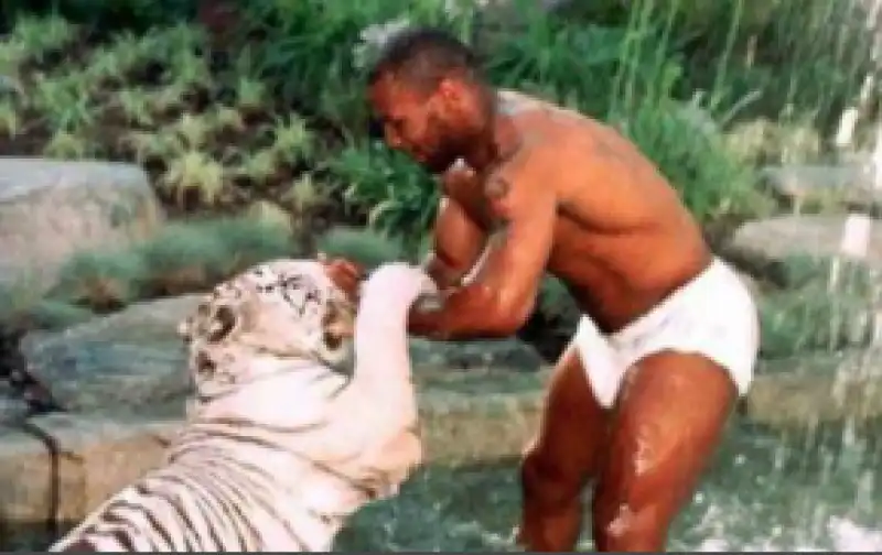 tyson tigre