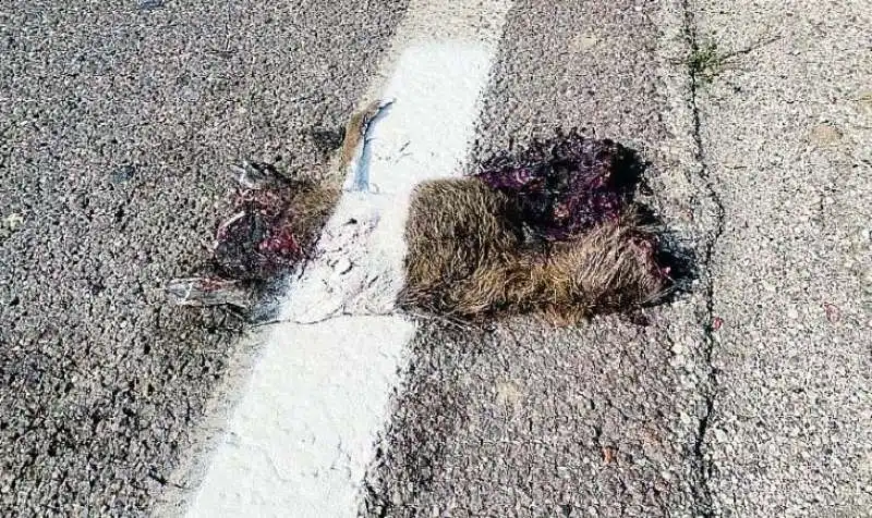 a rovigo segnaletica orizzontale sopra la nutria 1