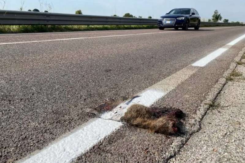 a rovigo segnaletica orizzontale sopra la nutria 2