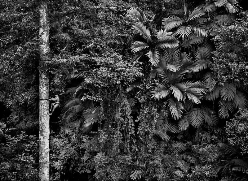 amazonia sebastiao salgado 2