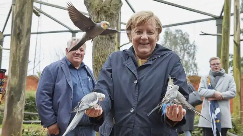 Angela Merkel pappagalli 5