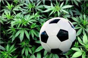 calcio cannabis