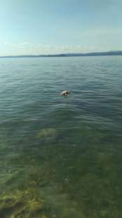 cane ucciso lago di garda