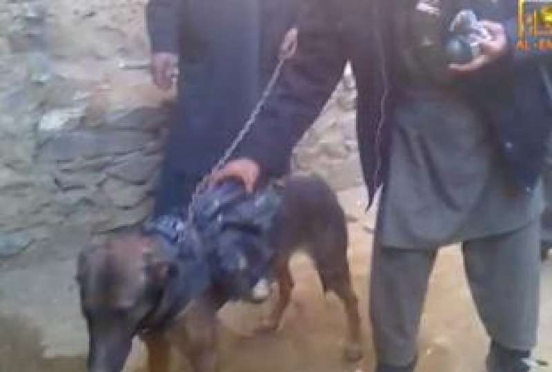 cani soldato afghanistan 3