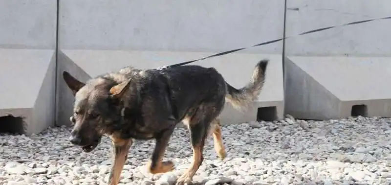 cani soldato afghanistan 4