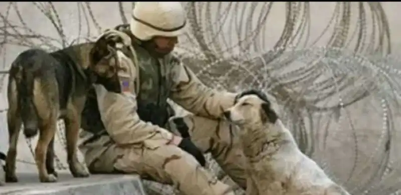 cani soldato afghanistan 6