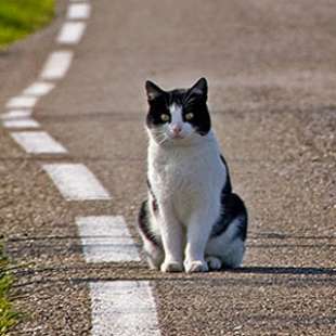 GATTO IN AUTOSTRADA