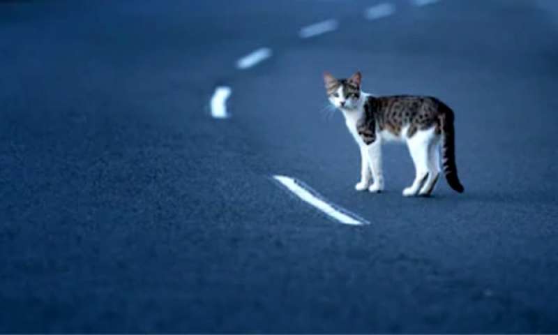 GATTO IN AUTOSTRADA