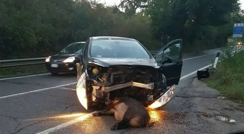 incidente cinghiale 