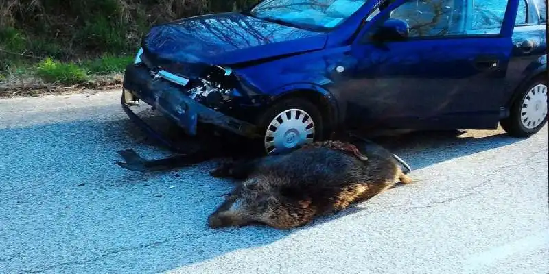 incidente cinghiale